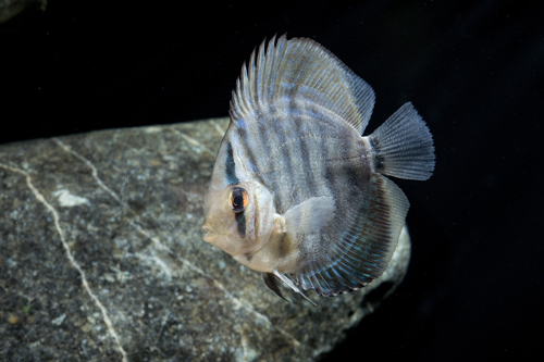 picture of Blue Turquoise Discus Reg                                                                            Symphysodon aequifasciatus