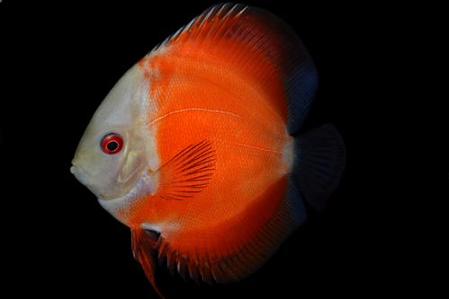 picture of White Face Marlboro Discus Reg                                                                       Symphysodon aequifasciatus