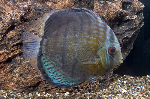 picture of Blue Discus Wild Reg                                                                                 Symphysodon aequifasciatus haraldi