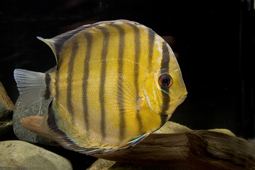 picture of Green Discus Wild Reg                                                                                Symphysodon aequifasciatus