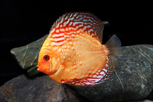 picture of Golden Rainbow Discus Med                                                                            Symphysodon aequifasciatus