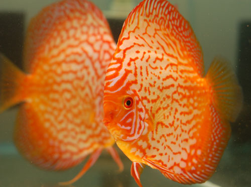 picture of Golden Snakeskin Discus Lrg                                                                          Symphysodon aequifasciatus