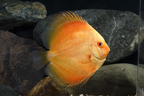 picture of Lemon Discus Med                                                                                     Symphysodon aequifasciatus