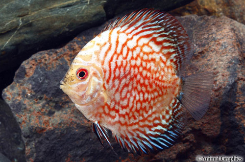 picture of Panda Pigeon Blood Discus Reg                                                                        Symphysodon aequifasciatus