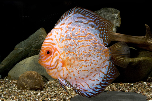 picture of Panda Pigeon Blood Discus Lrg                                                                        Symphysodon aequifasciatus