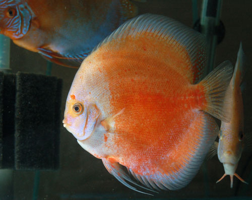 picture of Red & White Calico Discus Lrg                                                                        Symphysodon aequifasciatus