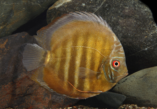 picture of Red Alenquer Discus Lrg                                                                              Symphysodon aequifasciatus