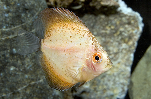 picture of Red Mandarin Discus Reg                                                                              Symphysodon aequifasciatus