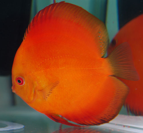 picture of Red Passion Discus Lrg                                                                               Symphysodon aequifasciatus