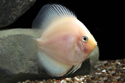 picture of White Diamond Discus Reg                                                                             Symphysodon aequifasciatus