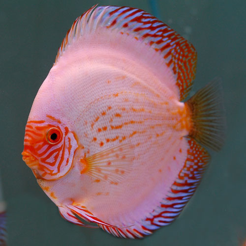 picture of White Pigeon Blood Discus Lrg                                                                        Symphysodon aequifasciatus