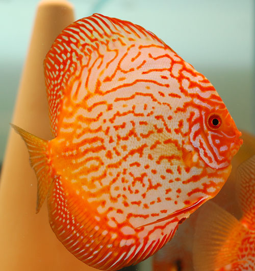 picture of Red Pigeon Discus Xlg                                                                                Symphysodon aequifasciatus
