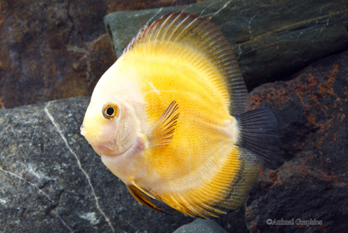 picture of Yellow Marlboro Discus Med                                                                           Symphysodon aequifasciatus