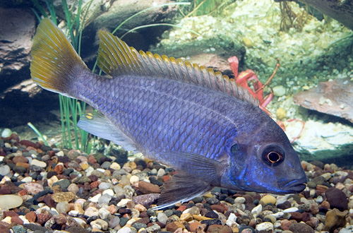 picture of Pseudotropheus Acei Cichlid Lrg                                                                      Pseudotropheus acei  