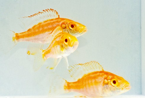 picture of Albino Dimidochr. Compressiceps Cichlid Reg                                                          Dimidiochromis compressiceps 'Albino'