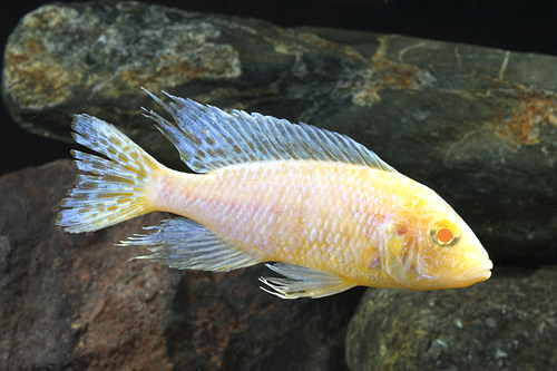 picture of Albino Peacock Cichlid Lrg                                                                           Aulonocara sp. 'Albino'