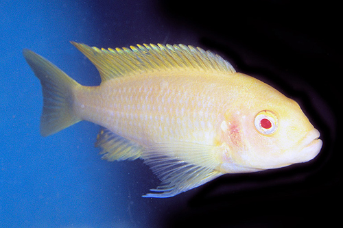 picture of Albino Zebra Cichlid M/S                                                                             Maylandia zebra 'Albino'