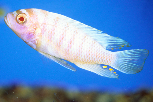 picture of Albino Zebra Cichlid Med                                                                             Maylandia zebra 'Albino'