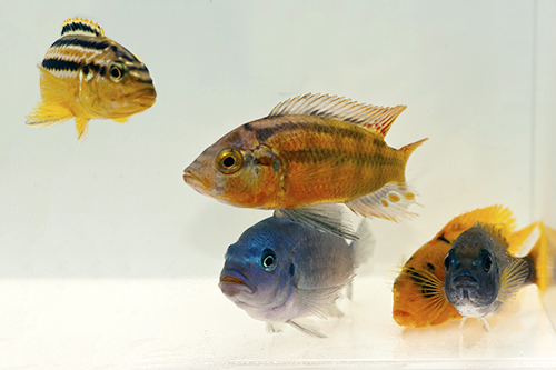 picture of Assorted African Cichlid Reg                                                                         Melanochromis. Pseudotropheus, Maylandia + spp.