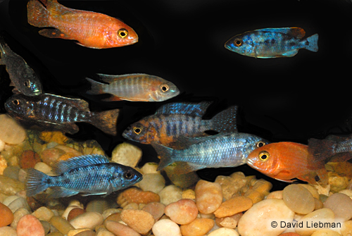 picture of Assorted Aulonocara Peacock Cichlid Reg                                                              Aulonocara spp.