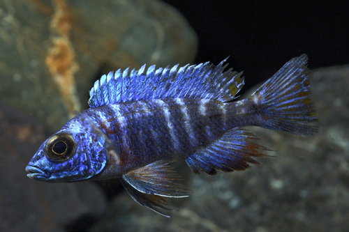 picture of Flavescent Peacock Cichlid Med                                                                       Aulonocara stuartgranti 'Flavescent Peacock'