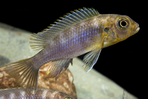 picture of Pseudotropheus Aurora Cichlid Reg                                                                    Pseudotropheus aurora mozambique