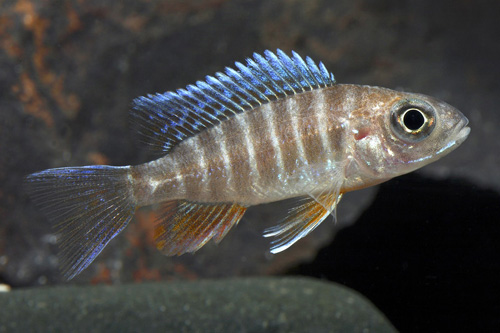 picture of Blue Orchid Peacock Cichlid Med                                                                      Aulonocara kandeensis