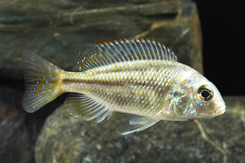 picture of Chilotilapia Rhoadesii Cichlid Reg                                                                   Chilotilapia rhoadesii