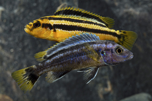 picture of Chipokae Cichlid Sml                                                                                 Melanochromis chipokae