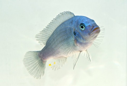 picture of Cobalt Blue Zebra Cichlid Sml                                                                        Maylandia zebra 'Cobalt'