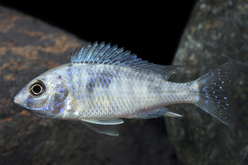 picture of Cyrtocara Moorii Cichlid Sml                                                                         Cyrtocara moorii