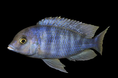 picture of Cyrtocara Moorii Cichlid Xlg                                                                         Cyrtocara moorii