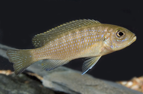 picture of Pseudotropheus Daktari Cichlid Reg                                                                   Metriaclima sp. ‘daktari’