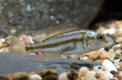 picture of Dimidiochromis Compressiceps Cichlid Sml                                                             Dimidiochromis compressiceps