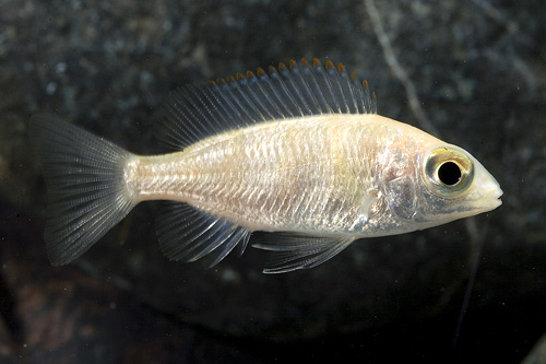 picture of Fenestratus Cichlid Reg                                                                              Protomelas fenestratus