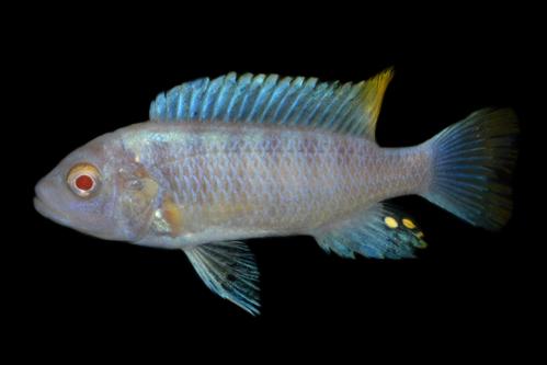 picture of Albino Flame Tail Zebra Cichlid Reg                                                                  Maylandia zebra 'Albino Flametail'