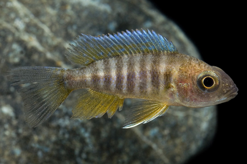 picture of Jacobfreibergi Peacock Cichlid Sml                                                                   Aulonocara jacobfreibergi