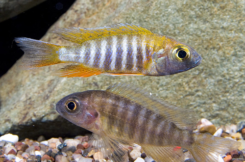 picture of Jacobfreibergi Peacock Cichlid Med                                                                   Aulonocara jacobfreibergi