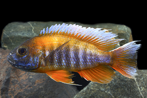 picture of Jacobfreibergi Peacock Cichlid Lrg                                                                   Aulonocara jacobfreibergi