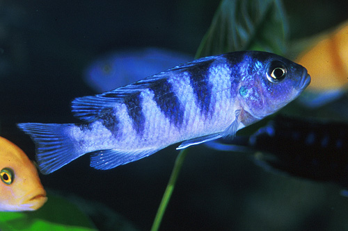 picture of Kenyi Maylandia Lombardoi Cichlid Sml                                                                Maylandia lombardoi