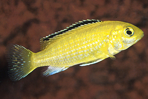 picture of Lemon Yellow Labido Caeruleus Cichlid Reg                                                            Labidochromis caeruleus 'Lemon Yellow'