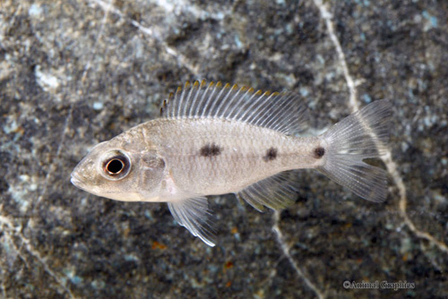 picture of Lethrinops Intermedius Cichlid Reg                                                                   Lethrinops intermedius