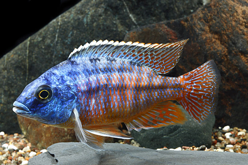 picture of Red Empress Cichlid Male Lrg                                                                         Protomelas taeniolatus