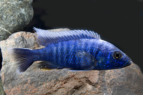 picture of Electric Blue Ahli Cichlid Male Lrg                                                                  Sciaenochromis ahli