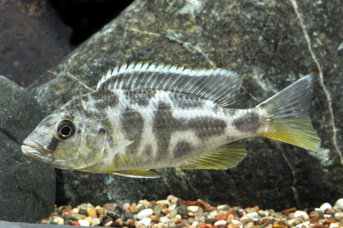 picture of Venustus Cichlid M/S                                                                                 Nimbochromis venustus