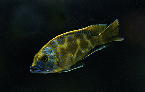 picture of Venustus Cichlid Med                                                                                 Nimbochromis venustus