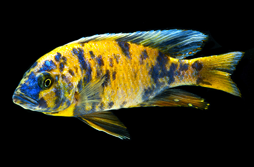 picture of Orange Blotched Peacock Cichlid Reg                                                                  Aulonocora sp. 'OB'