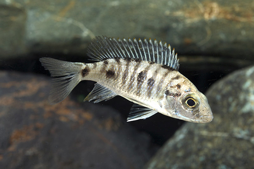 picture of Otopharynx Lithobates Cichlid M/S                                                                    Otopharynx lithobates