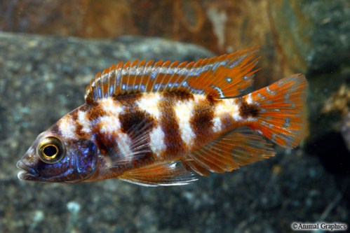 picture of VC-10 Placidochromis Milomo Cichlid Med                                                              Placidochromis milomo 'VC-10'