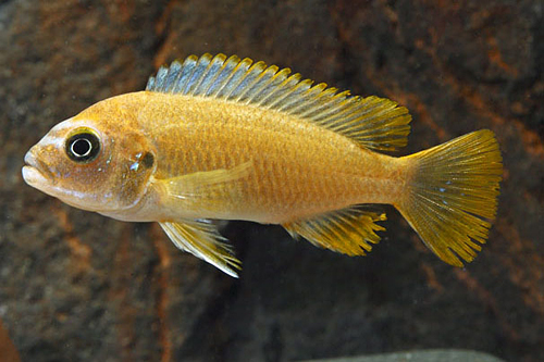 picture of Pseudotopheus Msobo Cichlid Reg                                                                      Pseudotropheus 'Msobo'